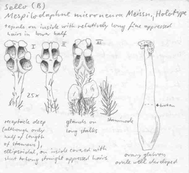 Vorschaubild Mespilodaphne microneura Meisn.